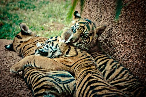 Sumatran tiger cubs