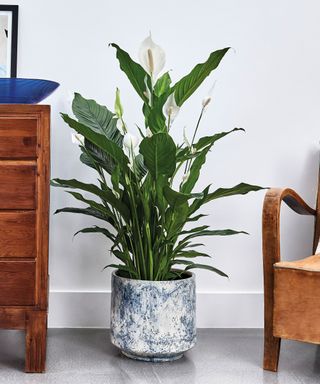 large peace lily plant in pot on the floor