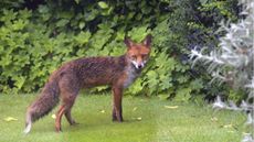 How to stop foxes digging up bulbs