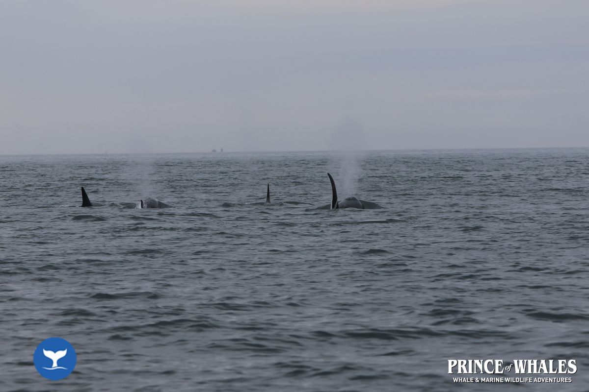 Shots of orca Whales taken at sea