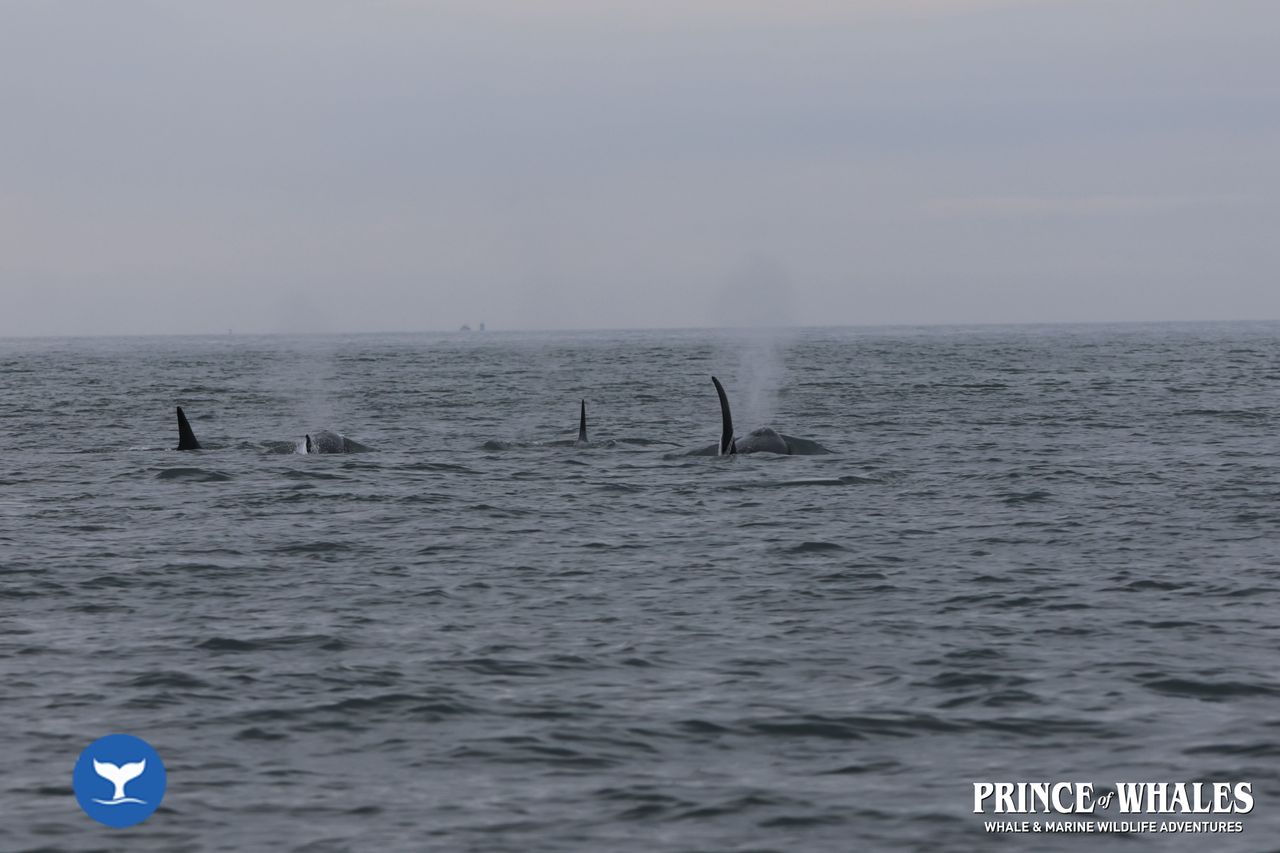 Shots of orca Whales taken at sea