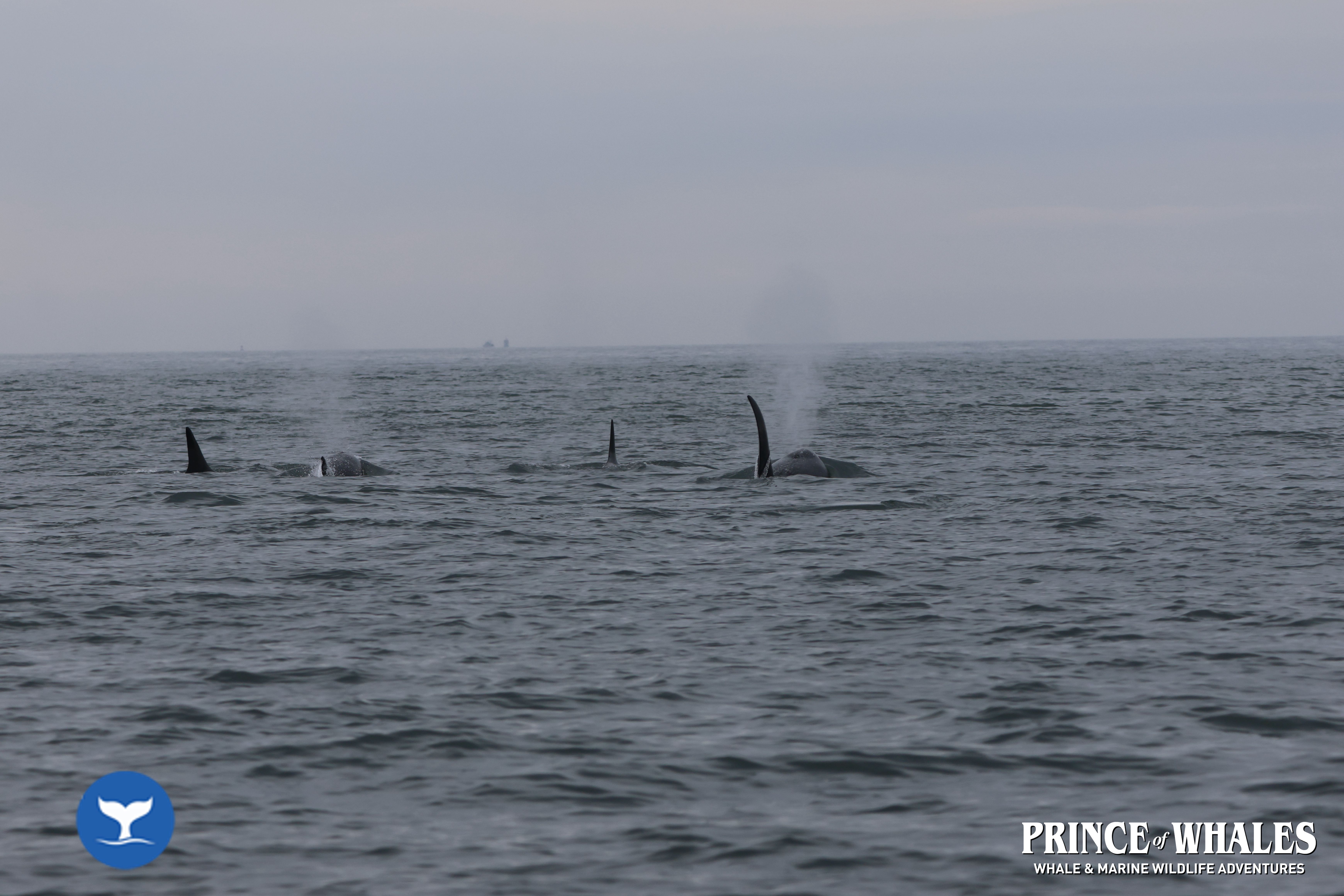 Shots of orca Whales taken at sea