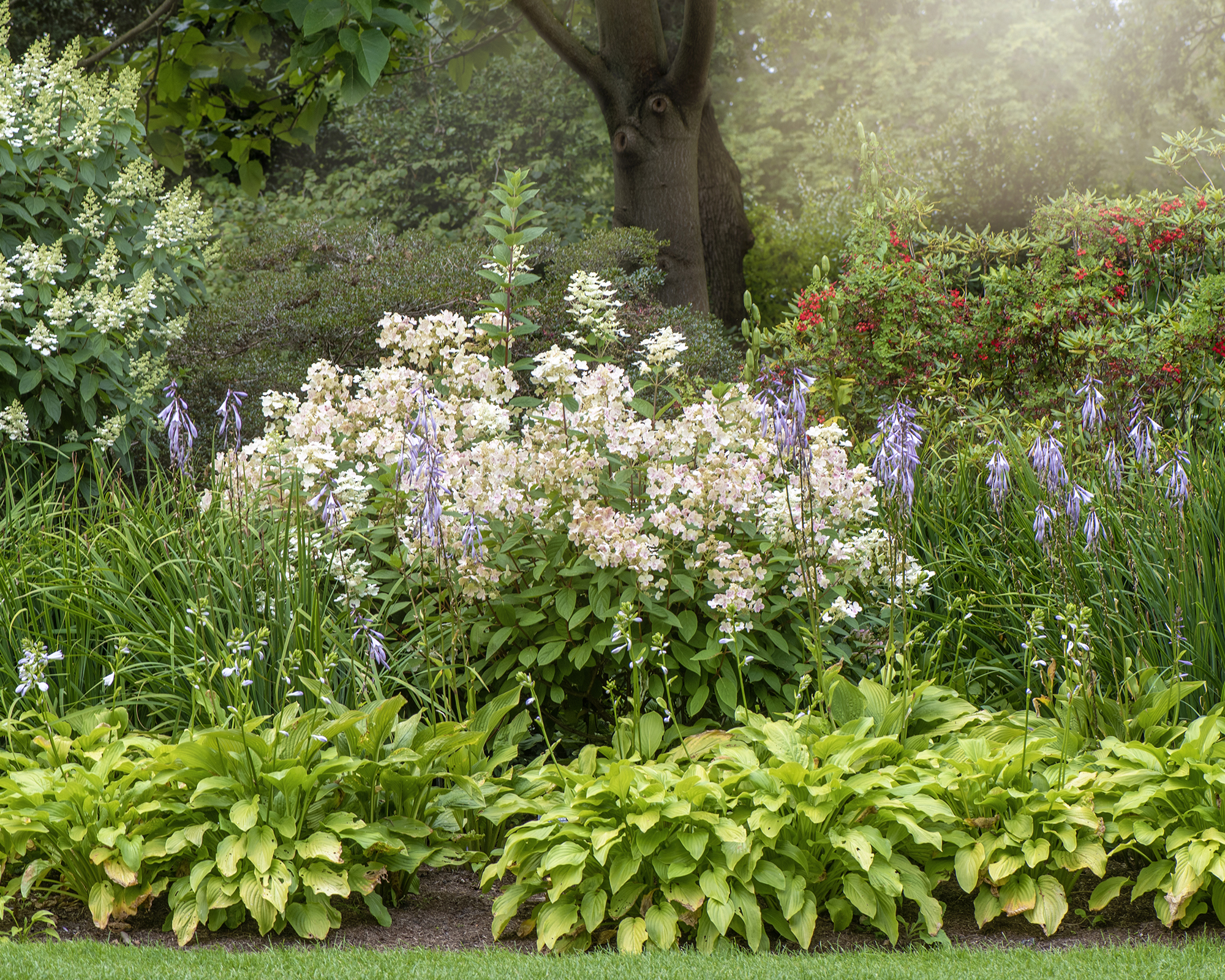 Hydrangeas paired with hostas in border