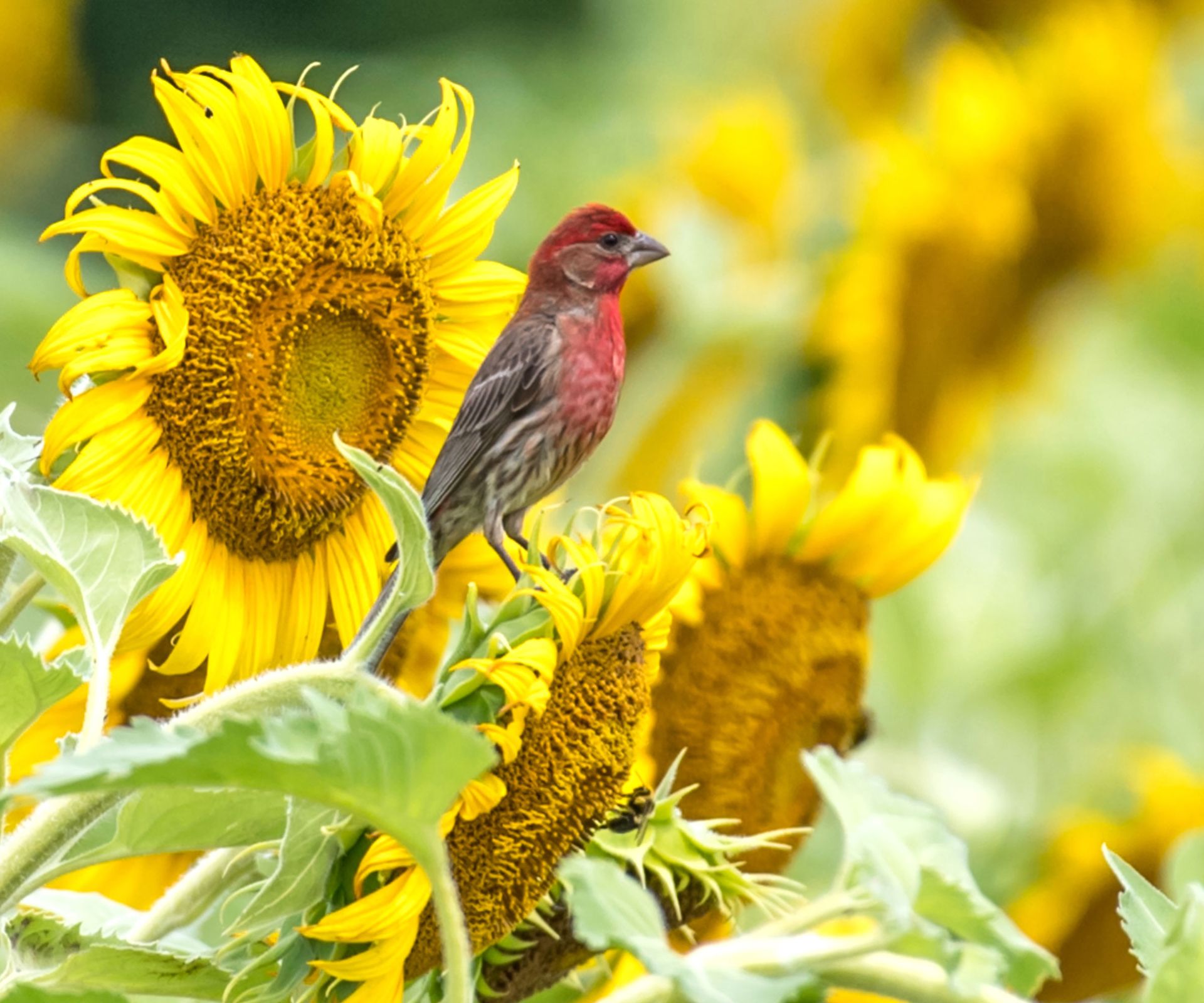 purple finch sitting on sunflower head in garden