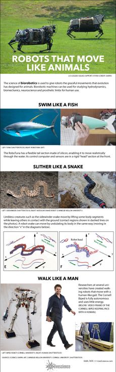 Examples of robots that are patterned after animal motion.