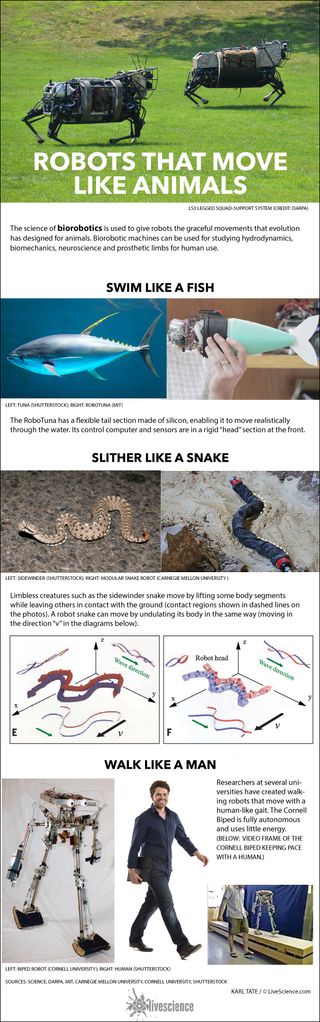 Examples of robots that are patterned after animal motion.