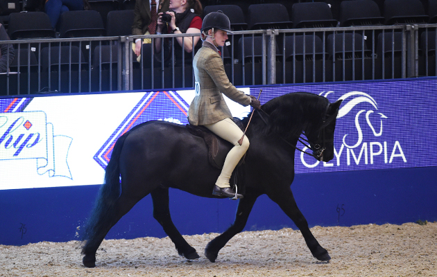 Newark Furious (130), exhibited by Samantha Roberts for the owner Mrs J Newbery; during the BSPS Ridden M&amp;amp;M Championship at the Olympia International Horse Show at Olympia, London, UK; on 19 th December 2016