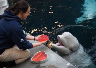 Beluga Whale's Heart-Shaped Jello Treat