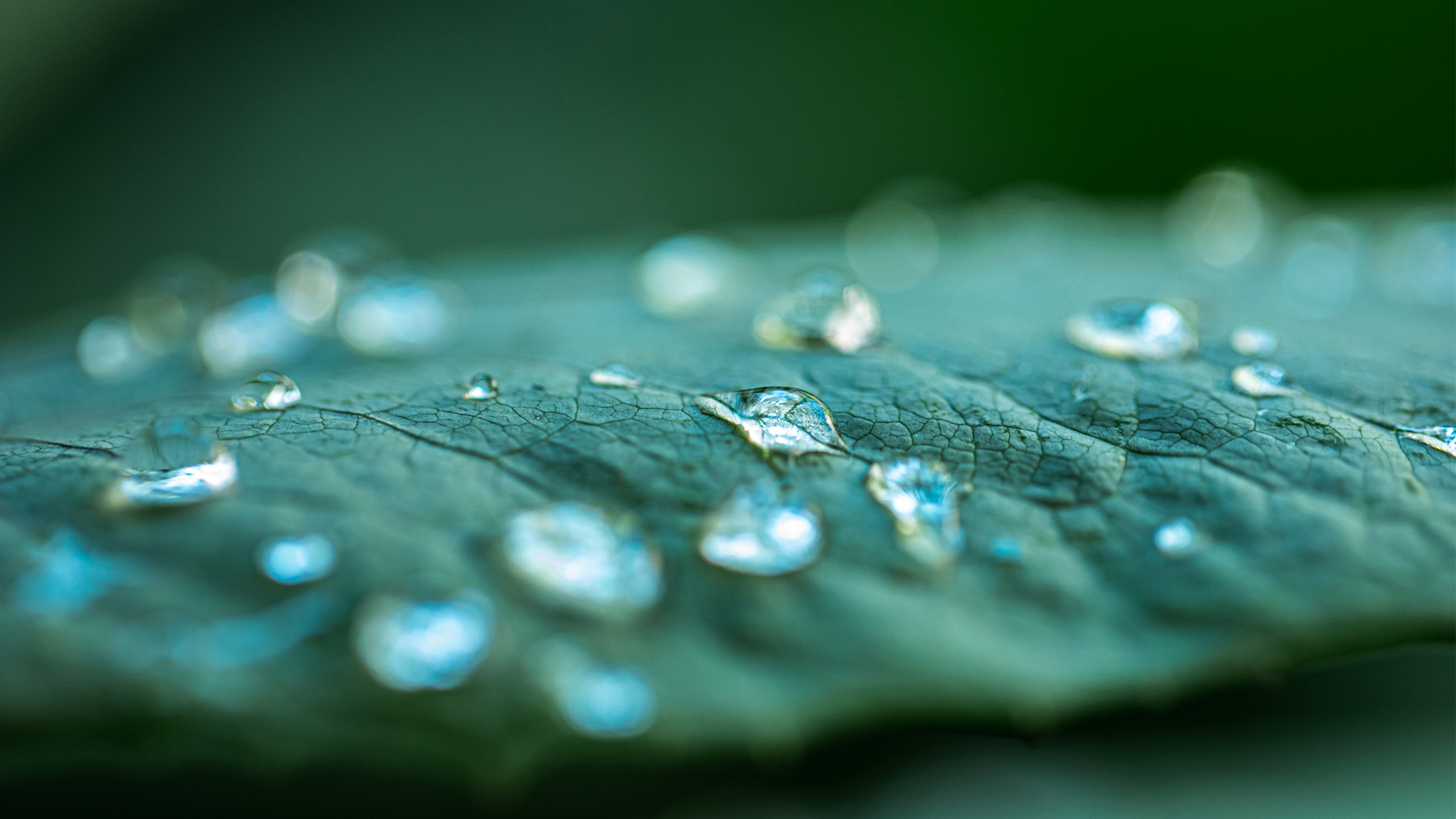 water droplets on a green leaf