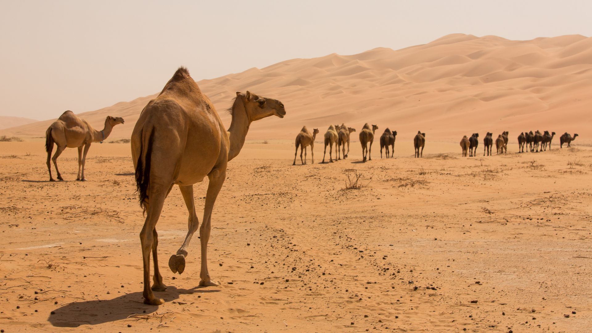 Do Camels Really Have Water In Their Humps? | Live Science