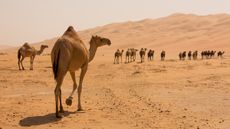 What's in these camels' humps?