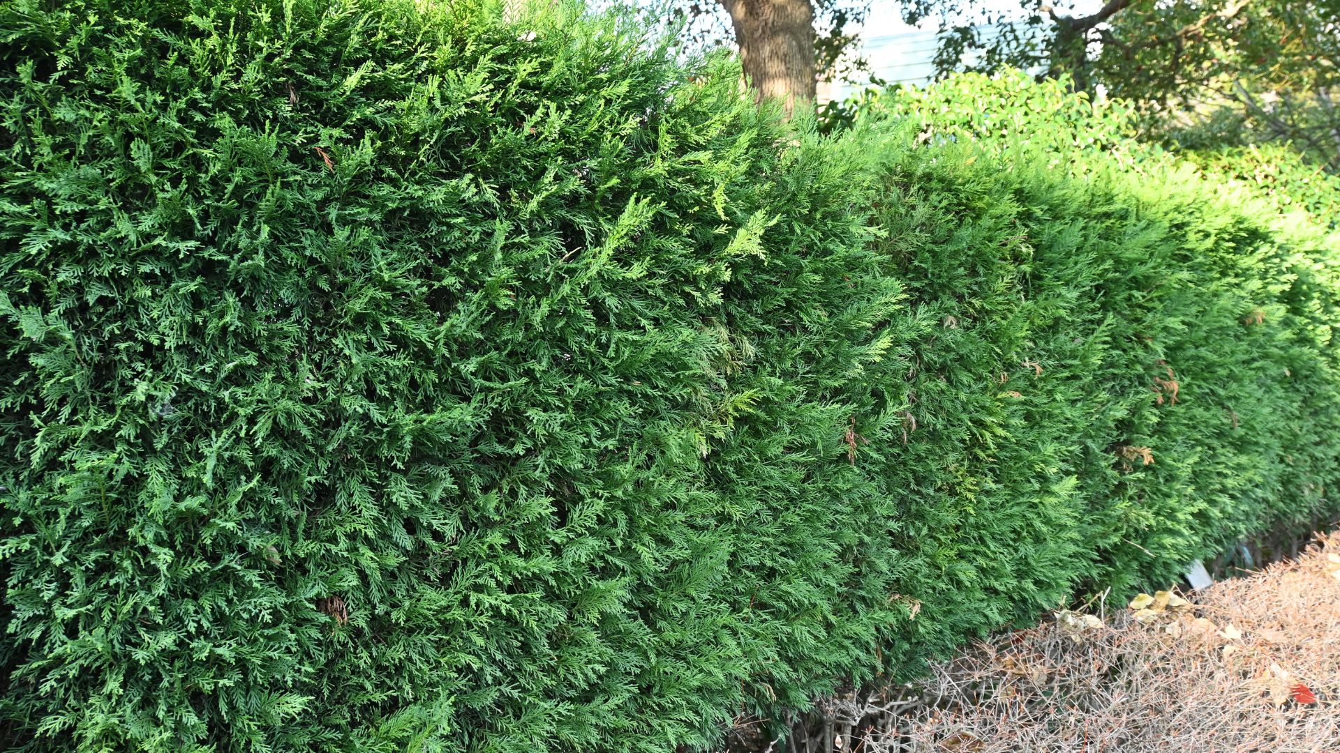 picture of leyland cypress hedge growing in garden