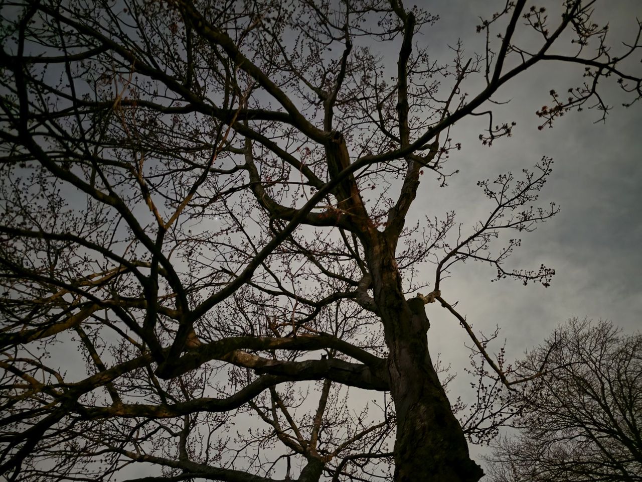 Samsung Galaxy S26 Ultra Night Mode low light sample.