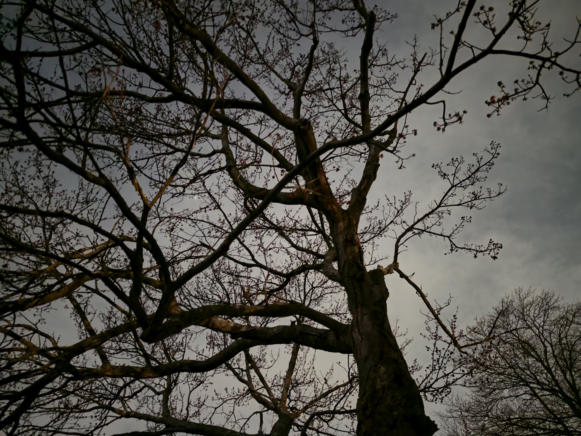 Samsung Galaxy S26 Ultra Night Mode low light sample.