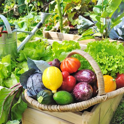 Vegetable harvest in garden on raised beds