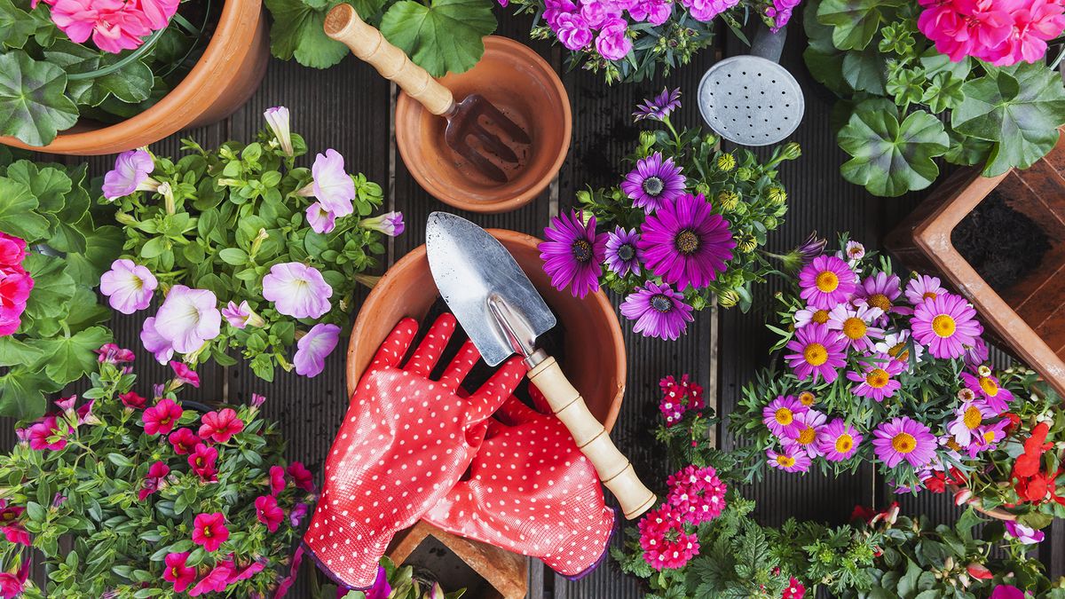 Low maintenance garden