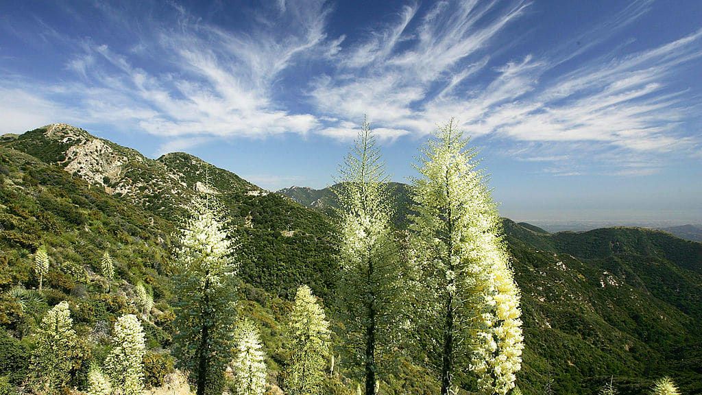 Wildflowers in the Angeles National Forest.