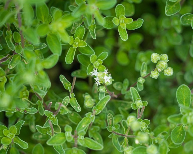 Best companion plants for peppers herbs, flowers and veg