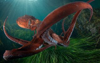 A giant Pacific octopus in the shallows, Russia. Ocean Photographer of the Year 2024 finalist