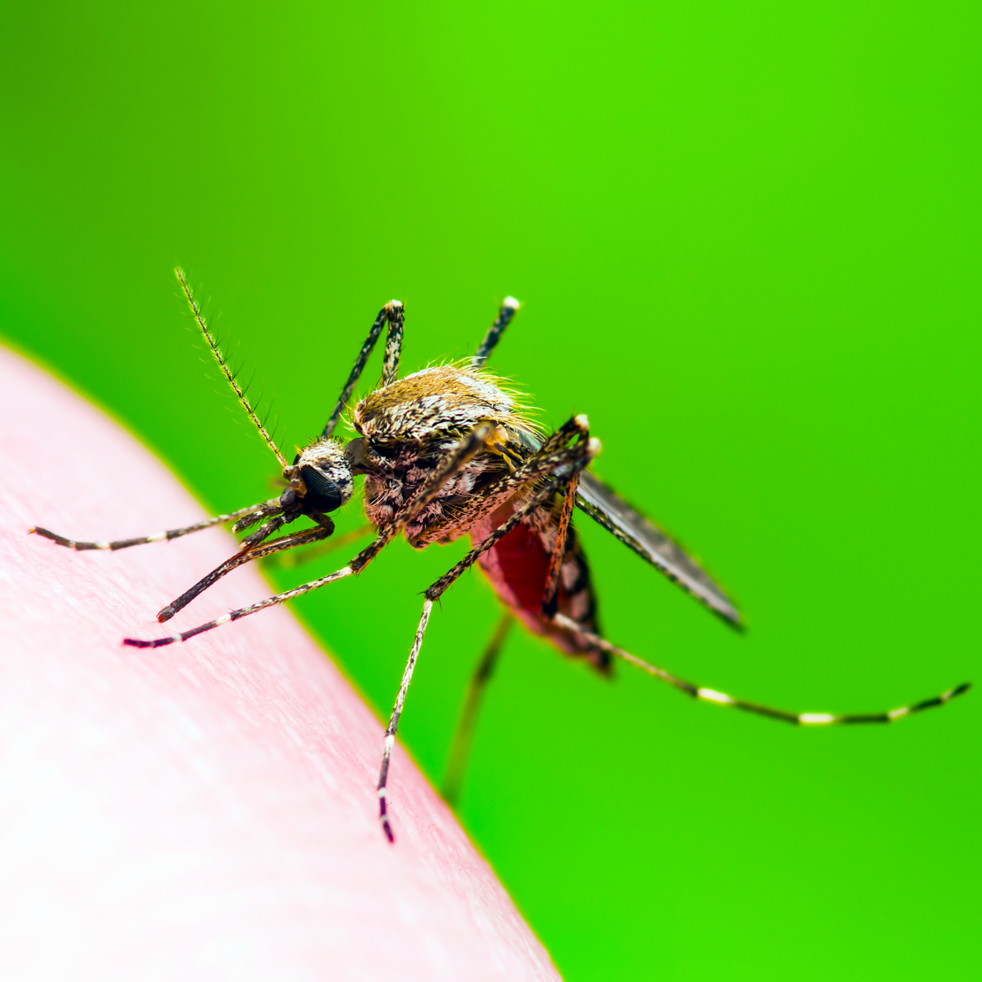 Encephalitis, Yellow Fever, Malaria Disease or Zika Virus Infected Culex Mosquito Parasite Insect Macro on Green Background
