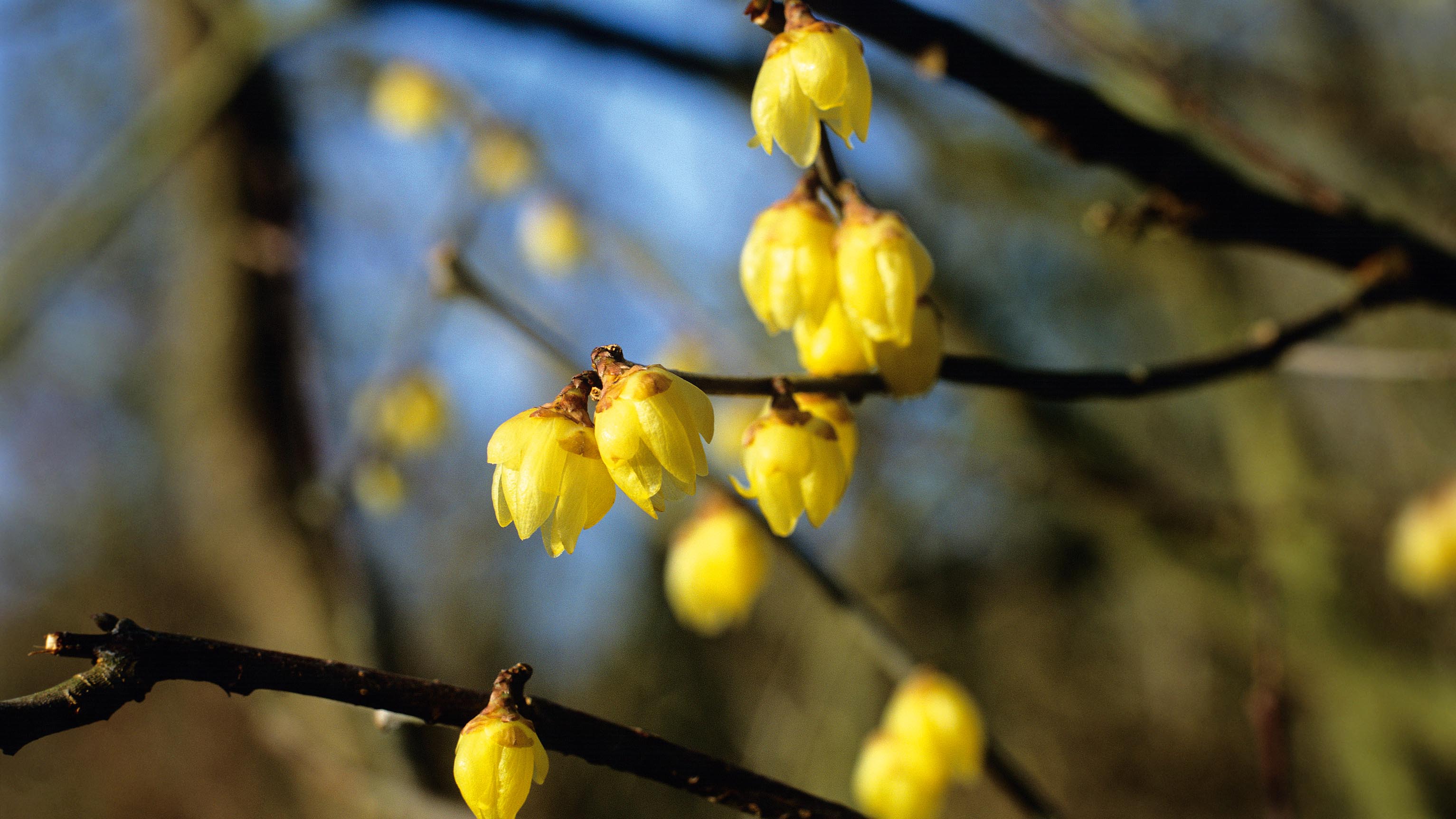 winter plants