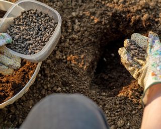 Amending soil with chicken manure pellets