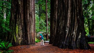 Great Redwood