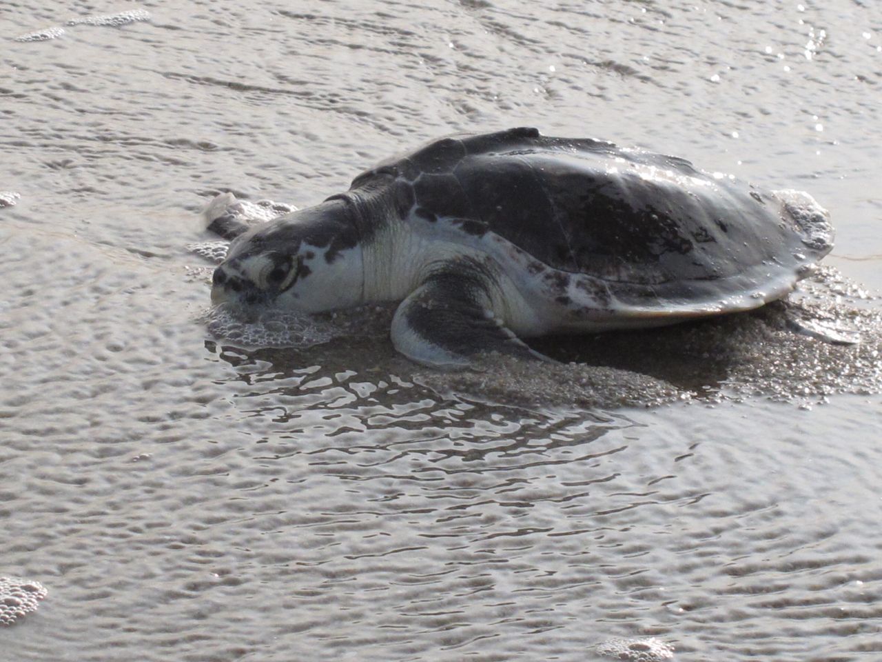 A sea turtle.