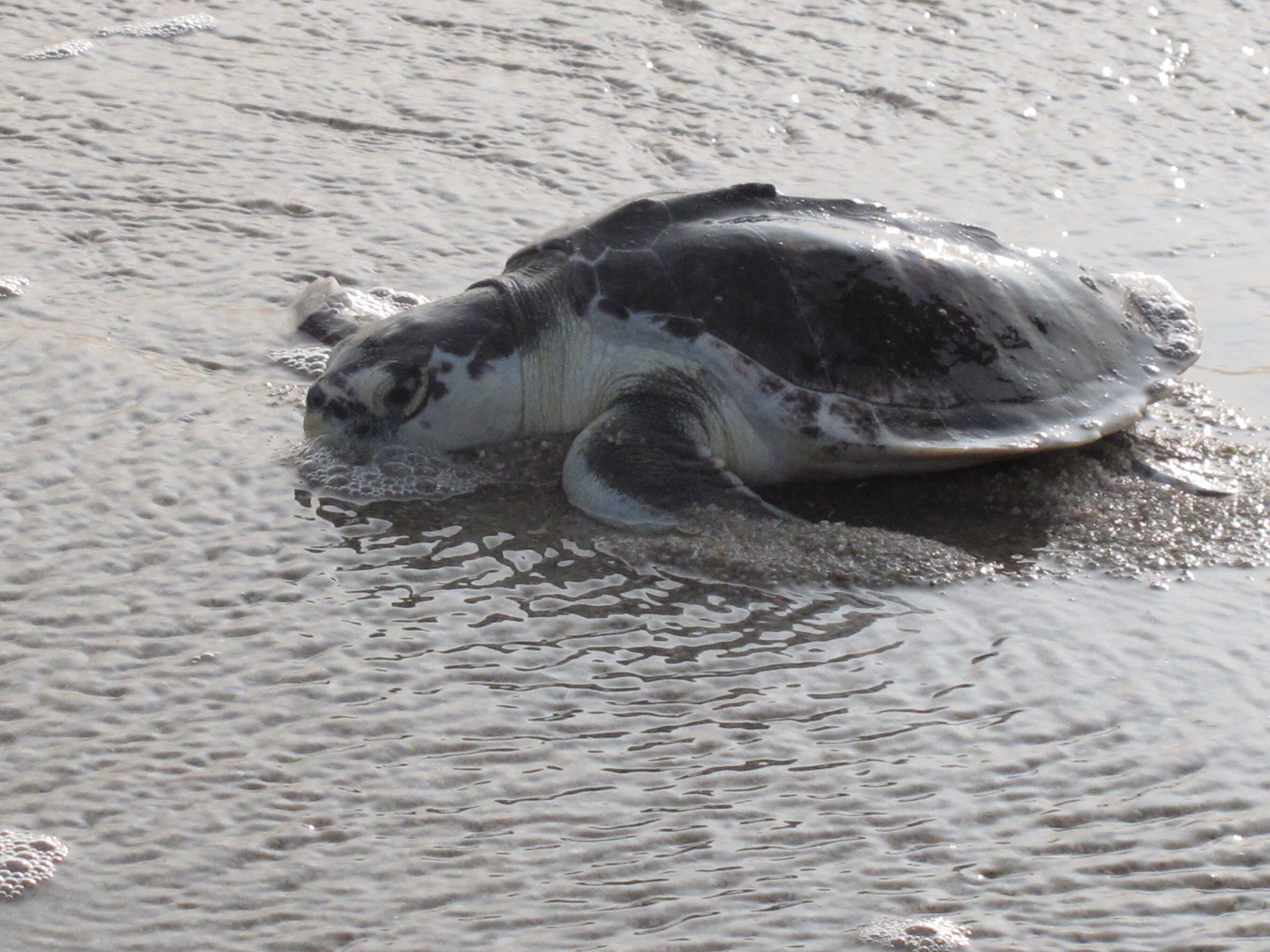 Volunteers in Texas rescue thousands of sea turtles from frigid waters ...