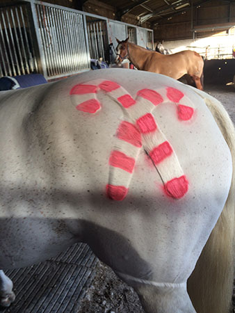 “This is my gorgeous boy Blanco. He is owned and played by my boyfriend Tim Bown at Berkshire Polo Club in the arena. In June 2015 he did a check ligament injury that my vet said was so bad he should be put down. I worked with him every day making sure he got the best treatment and this year in August I slowly started getting him fit, he is now playing with Tim in the arena and loving every minute of it — he is a true legend!” — Amanda Gibson