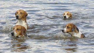 Four foxhounds swimming