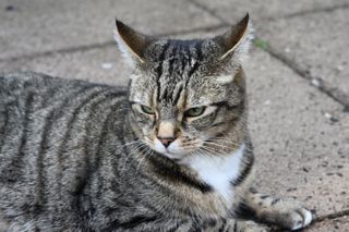 A cat sitting on a sidewalk looking away from the camera