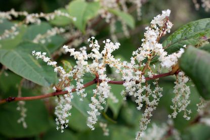 Japanese knotweed