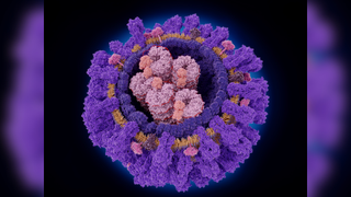 Medical illustration of the influenza A virus against a black background. Key structures in the virus are illustrated, including hemagglutinin in purple and neuraminidase in dark pink