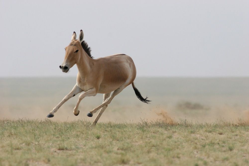 Asiatic wild ass