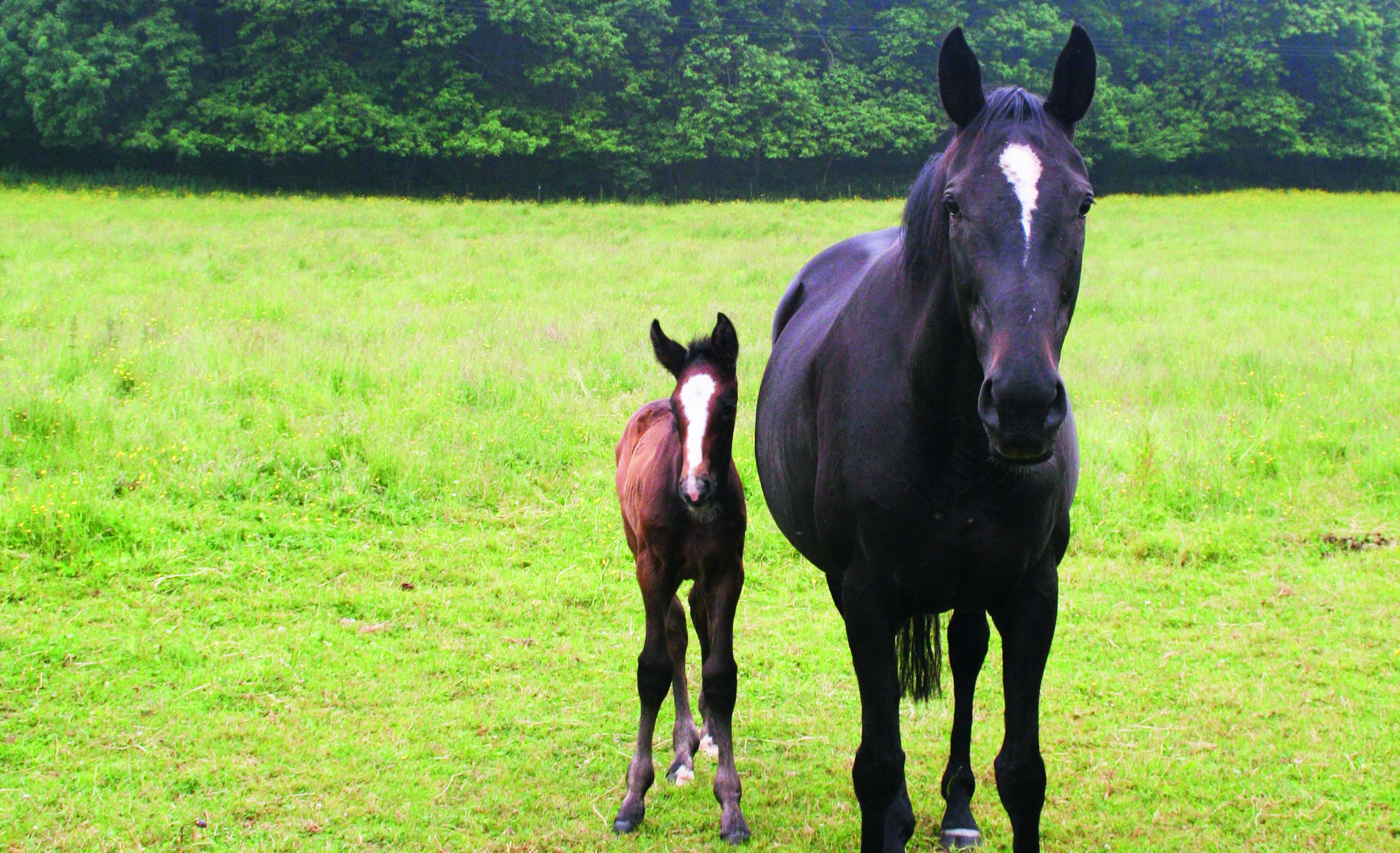 Mare-and-Foal.jpg