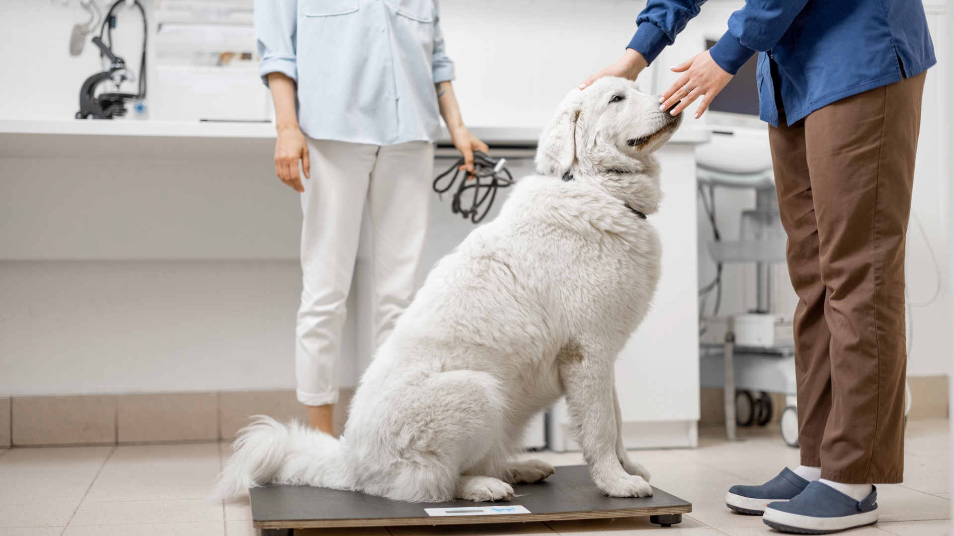 A large dog sitting on the scales at the vets. A person stands behind and another person stands in front of touches its nose
