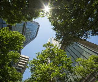 Looking up to the tops of trees and tall buildings