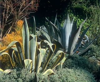 agave growing in a Los Angeles garden