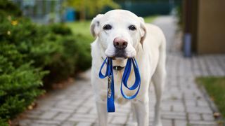 Dog wanting to go for a walk