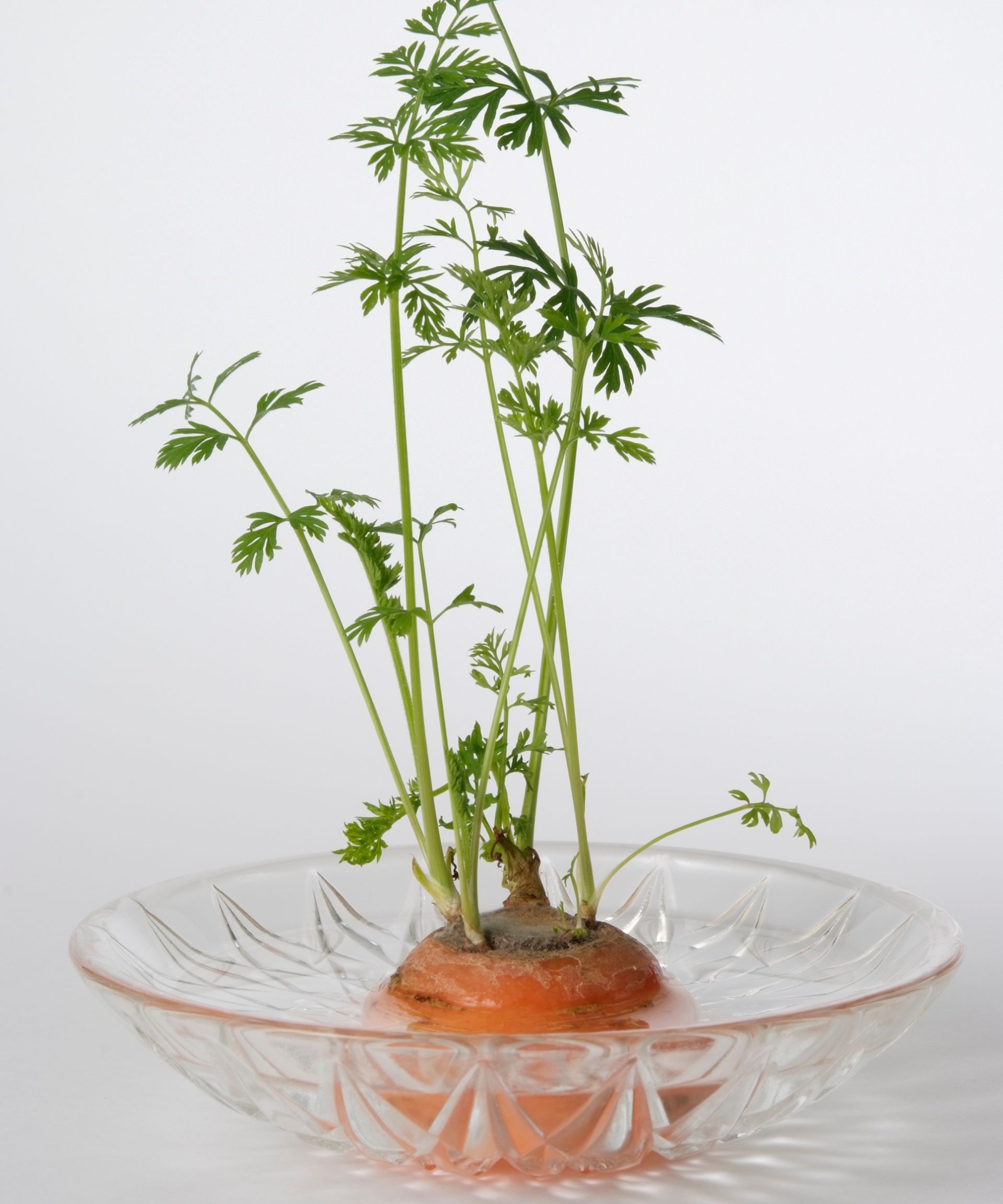regrowing carrot tops in a saucer of water