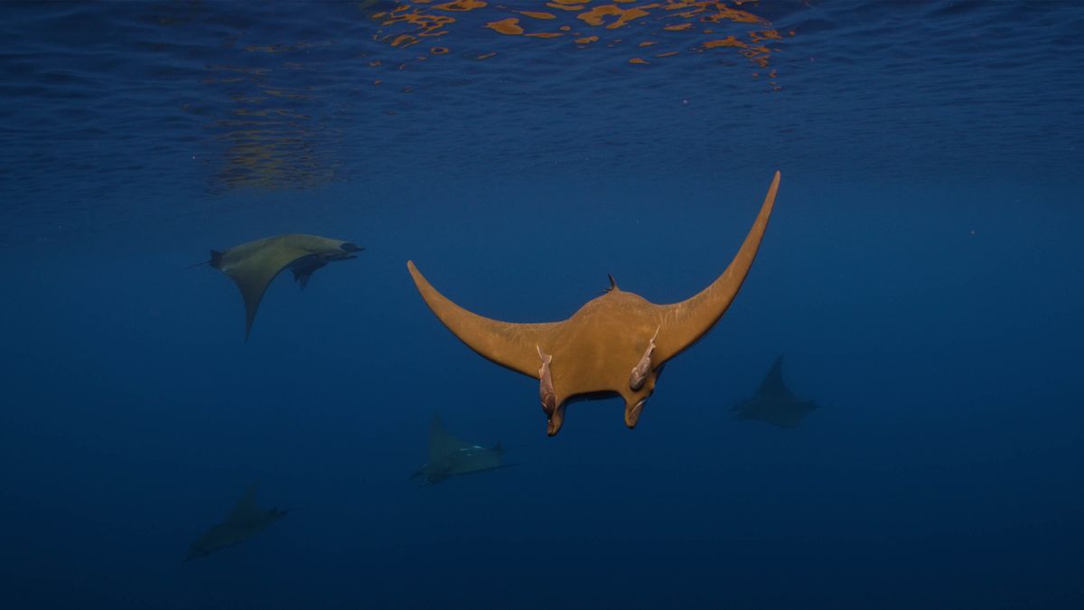 Eagle ray.