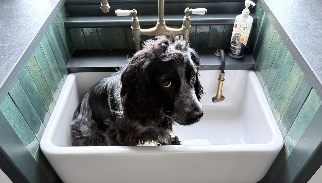 black and white dog in a white belfast sink