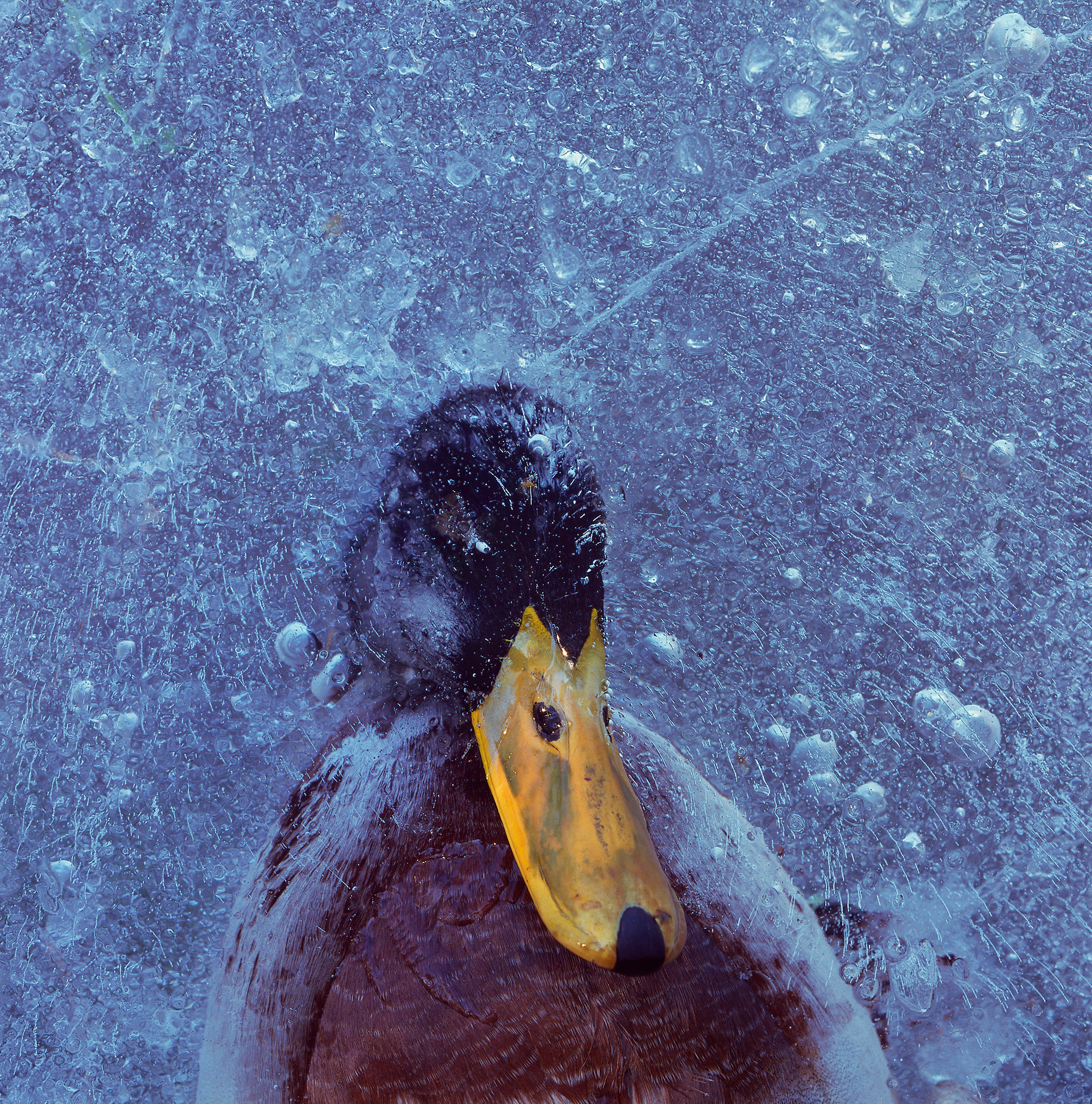 A dead mallard drake frozen into the ice of a small lake in Follo, Norway