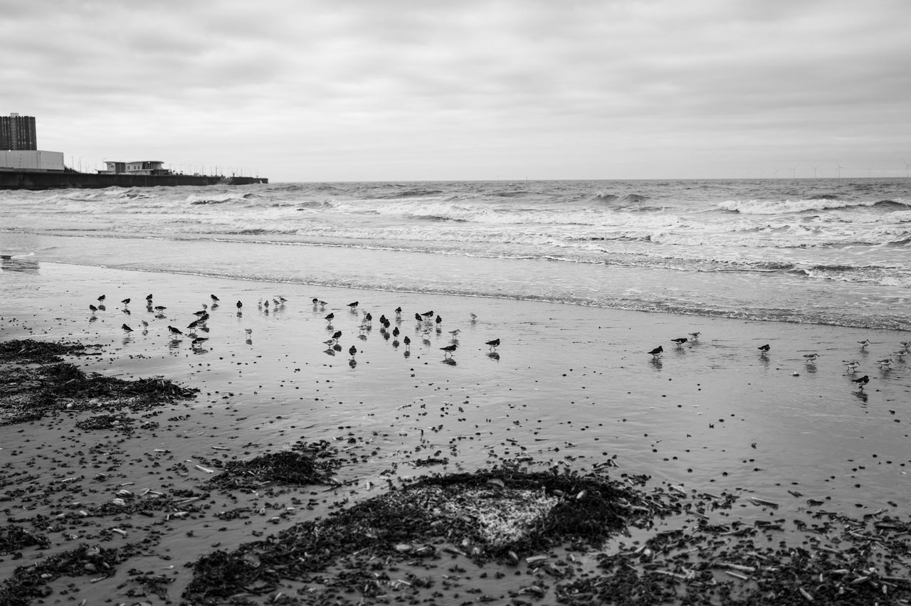 Small birds wading in breaking waves on a beach on a stormy day