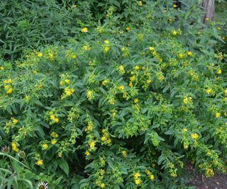 shrubby St John's Wort, Hypericum Prolificum