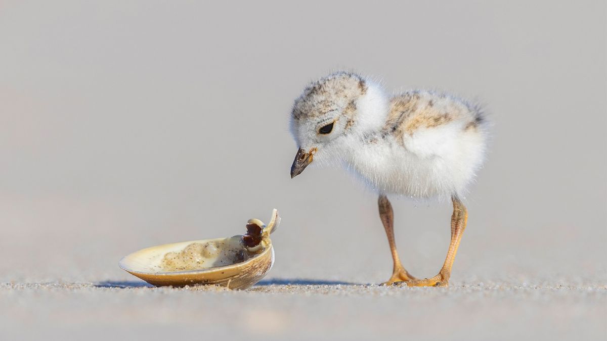 Piping Plover chick lands latest bird photography award