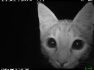 wild cat afghanistan camera trap