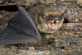 A bat bares its teeth. 