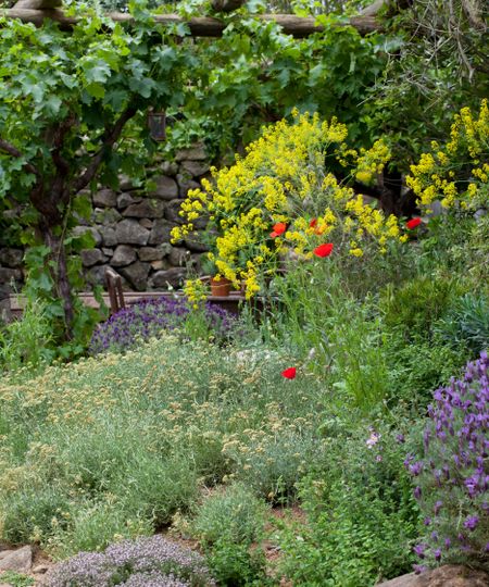 mediterranean plants easy care